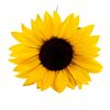 Sonnenblume aus Kunststoff 80 cm groß