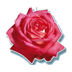 Deckenhänger Rosenblüte